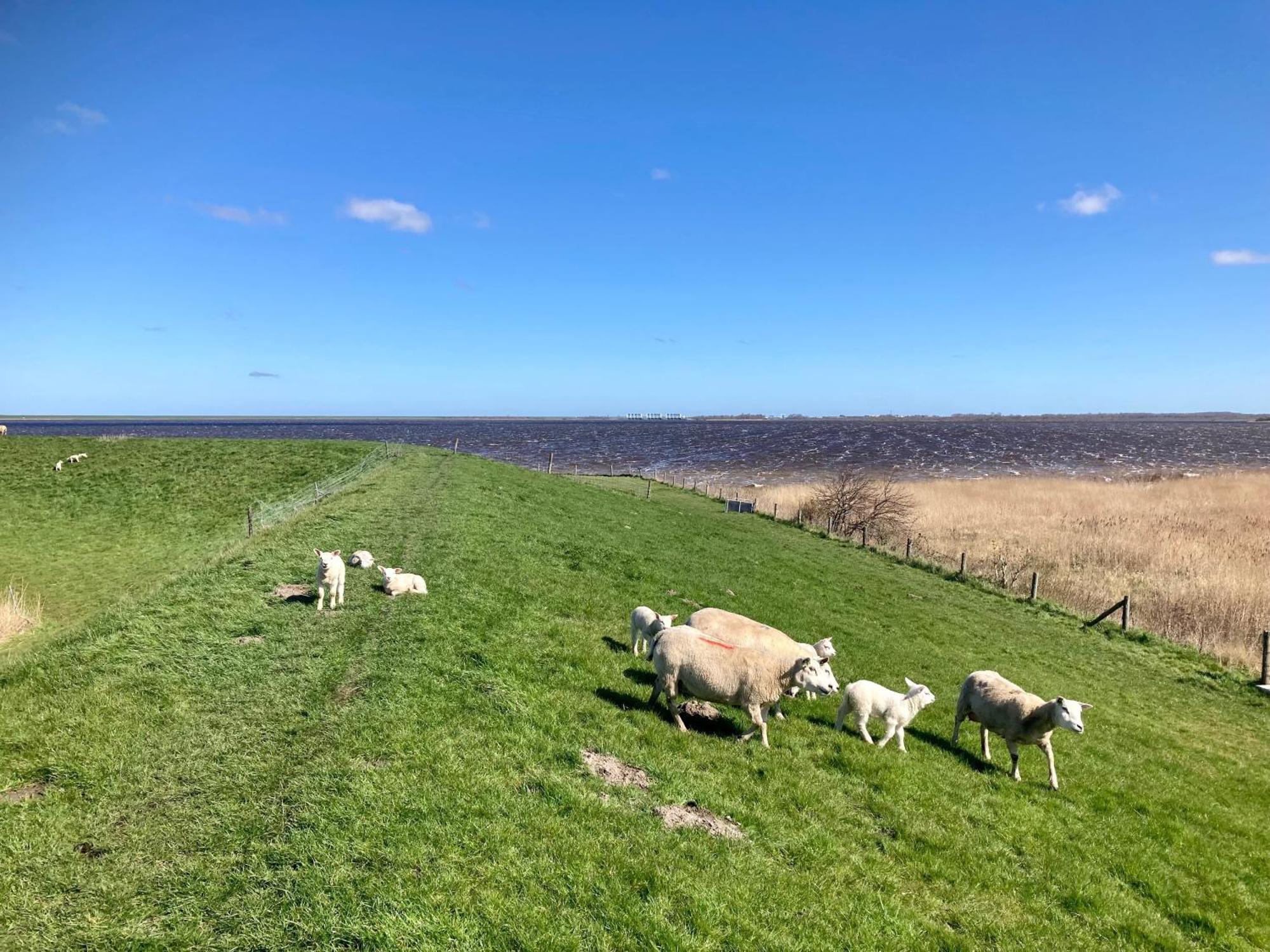 De Druif 6 Pers Holiday Home Close To The National Park Lauwersmeer Anjum ภายนอก รูปภาพ